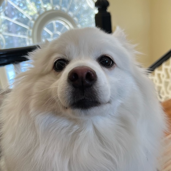 Meet your Posher, Miles - Picture 1 of 1